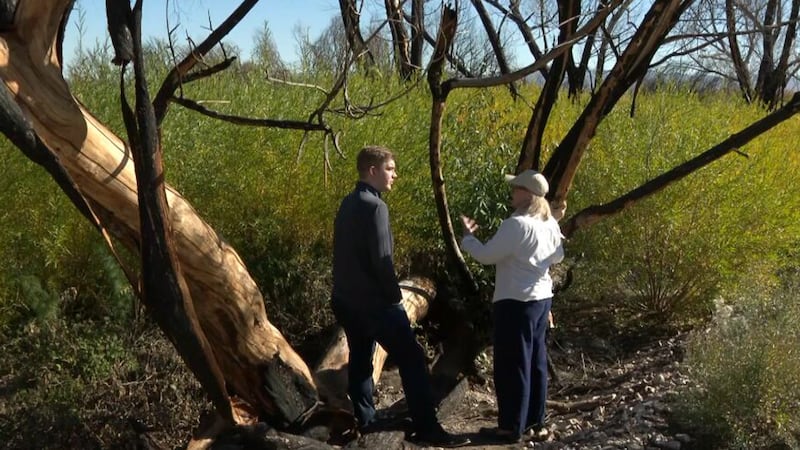 Meses después de que un incendio arrasara más de 100 acres en Wetlands Park, nueva vegetación...