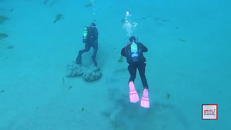¿Una playa? ¿La luna? No, es un bosque submarino