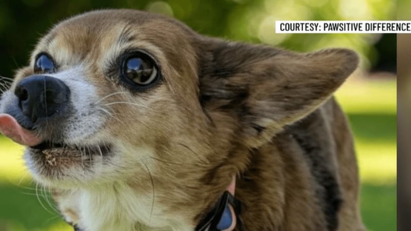 Pawsitive Difference Pet Rescue está pidiendo a la gente que se inscriba para acoger perros...